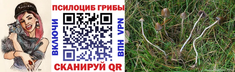 hydra как войти  Ачхой-Мартан  Псилоцибиновые грибы Magic Shrooms 